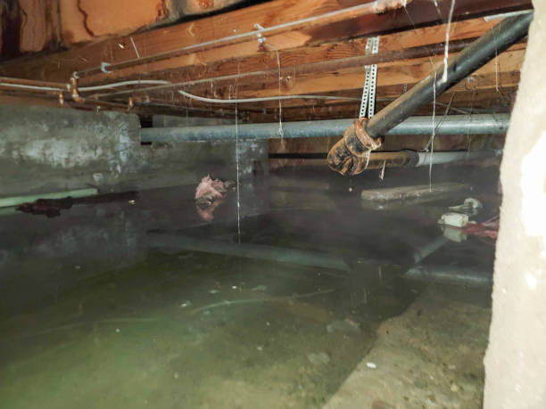 Best Water damage contractors near me  in Cochituate, MA